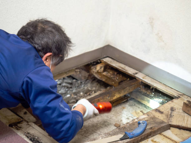 Best Black Mold Removal  in Fort Totten, ND