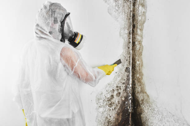 Best Residential Mold Removal  in Fort Totten, ND