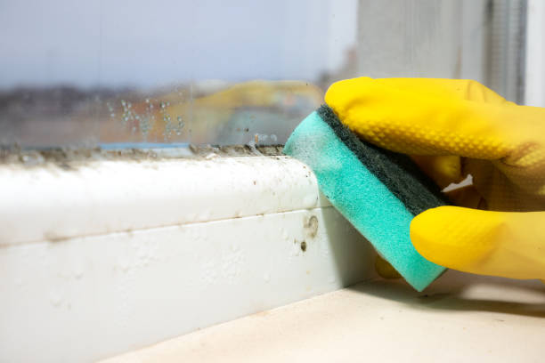 Best Emergency Mold Removal  in Fort Totten, ND