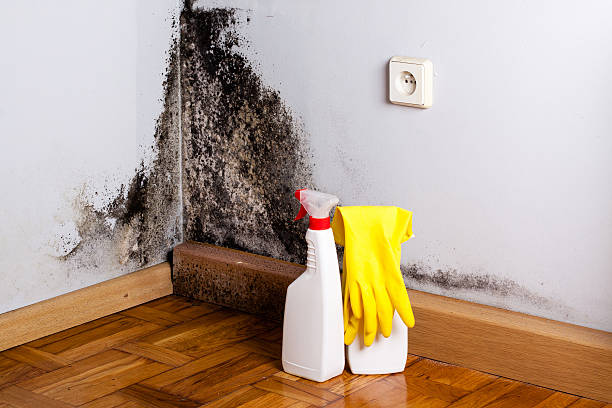 Best Mold Removal Company Near Me  in Fort Totten, ND