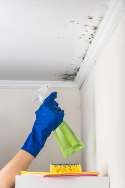 Best Mold Damage Repair  in Fort Totten, ND